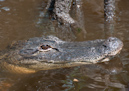 Aligator, Everglades, Florida