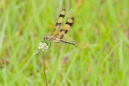 Libelle, Everglades NP, Florida