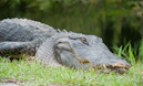 Aligator, Everglades NP, Florida