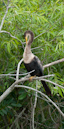Schlangenhalsvogel, Everglades NP, Florida