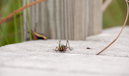 Southeastern Lubber Grasshopper, Everglades NP, Florida