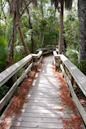 Palmenwald, Everglades NP, Florida