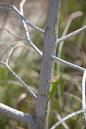 Eidechse, Everglades NP, Florida