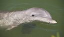 Delphin, Florida