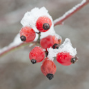 Beeren