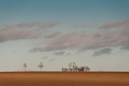 Feld