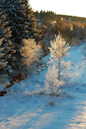 Winter im Harz