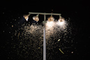 Motten im Licht