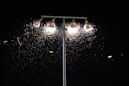 Motten im Licht