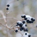 Beeren