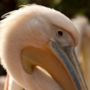 Pelikan